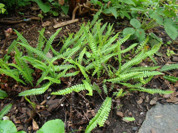 Blechnum penna-marina