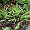 Blechnum penna-marina