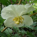 Podophyllum peltatum