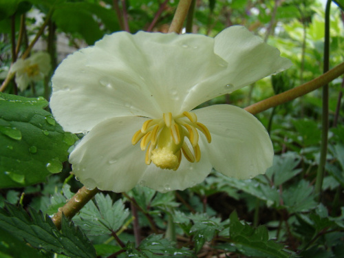 Podophyllum peltatum