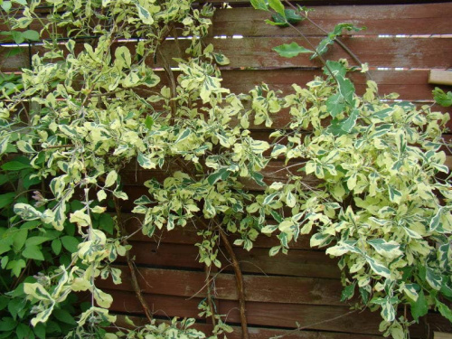 Lonicera x italica 'Sherlite' HARLEQUIN