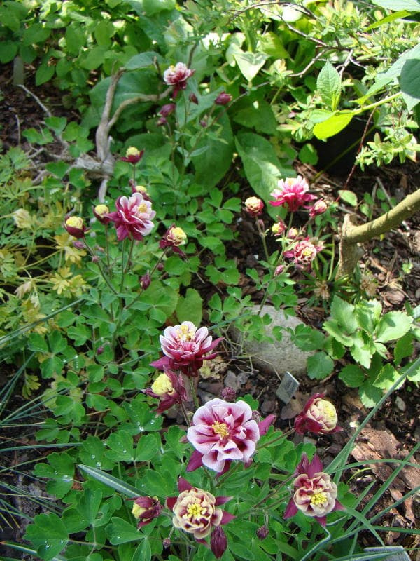 Aquilegia vulgaris 'Winky Double Red-White'