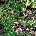 Aquilegia vulgaris 'Winky Double Red-White'