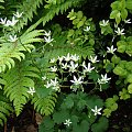 Saxifraga rotundifolia