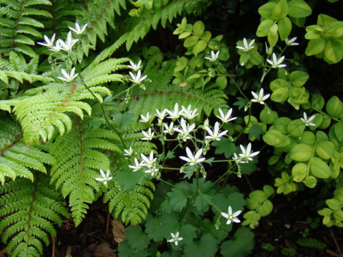 Saxifraga rotundifolia