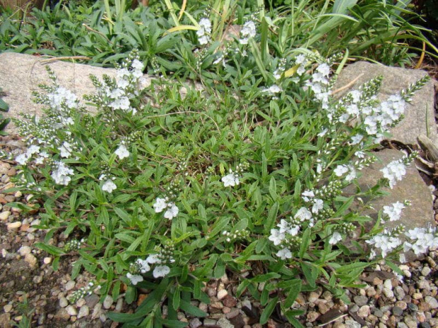 Veronica prostrata 'Alba'