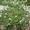 Veronica prostrata 'Alba'