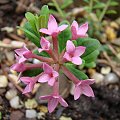 Daphne cneorum var. verlotii