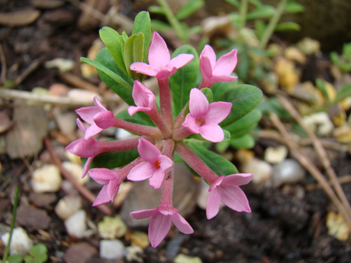 Daphne cneorum var. verlotii