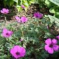 Geranium cinereum 'Splendens