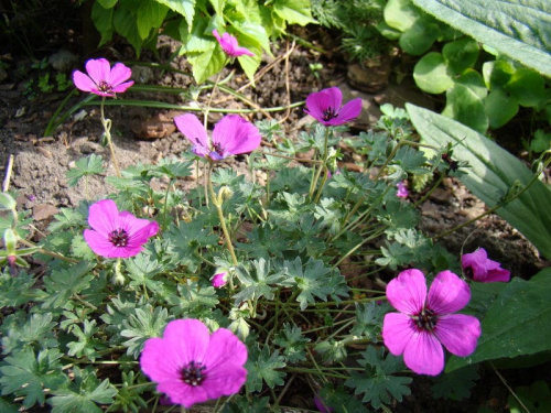 Geranium cinereum 'Splendens