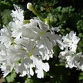 Primula sieboldii 'Snowflake'