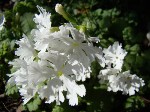 Primula sieboldii 'Snowflake'