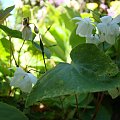 Epimedium 'Alabaster'