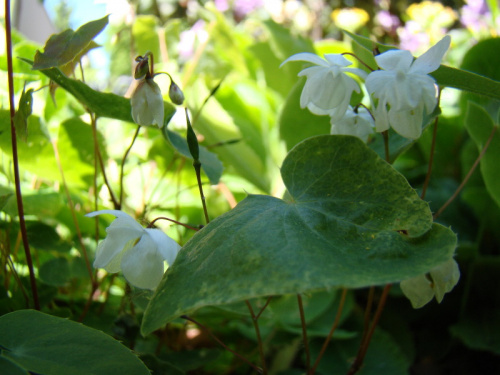 Epimedium 'Alabaster'