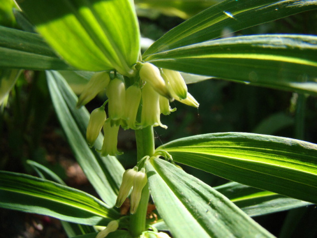 Polygonatum verticillatum