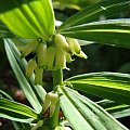 Polygonatum verticillatum