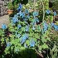 Corydalis 'Spinners'