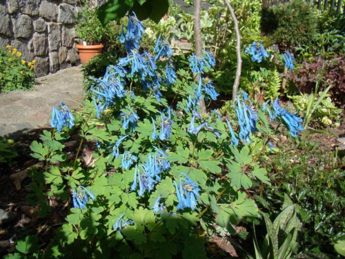 Corydalis 'Spinners'