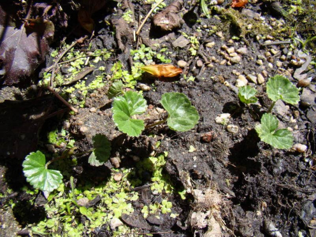 Gunnera magellanica