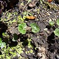 Gunnera magellanica