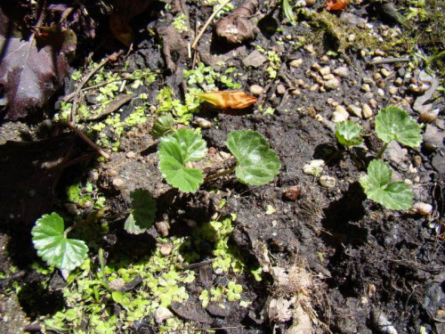 Gunnera magellanica