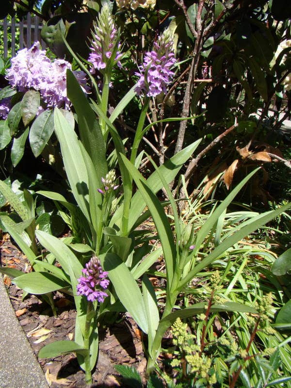 Dactylorhiza incarnata