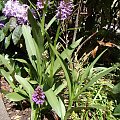 Dactylorhiza incarnata