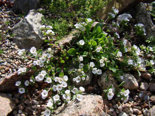 Gypsophila cerastioides