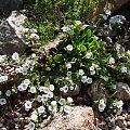 Gypsophila cerastioides