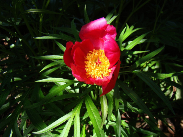 Paeonia hybrida 'Early Scout'