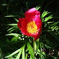 Paeonia hybrida 'Early Scout'