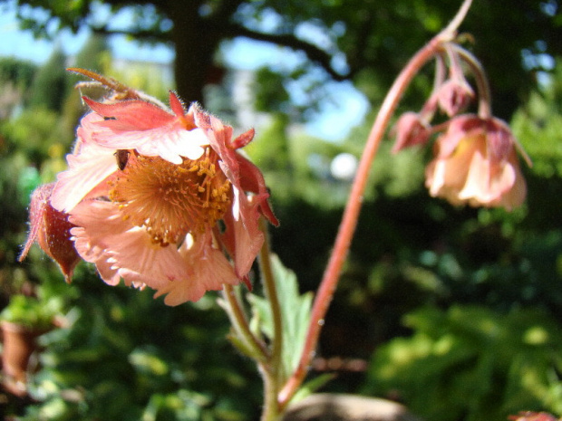 Geum 'Pink Fluffy'