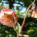 Geum 'Pink Fluffy'