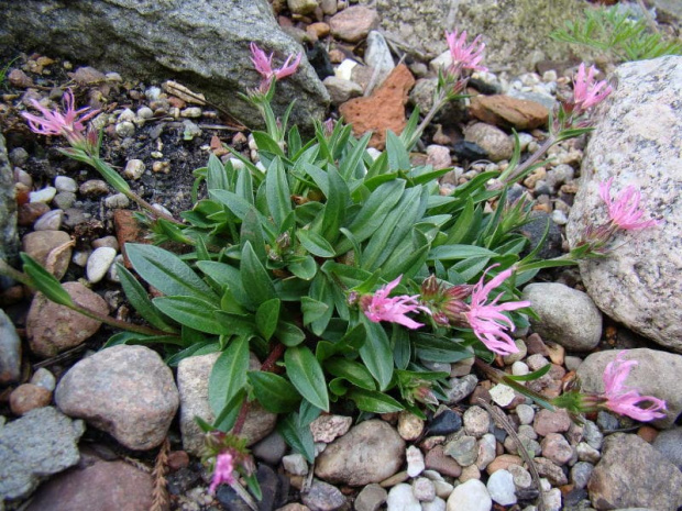 Silene pentlandii