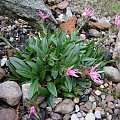 Silene pentlandii