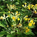 Primula veris 'Katy McSparron'