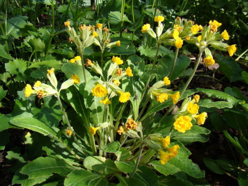 Primula veris 'Katy McSparron'