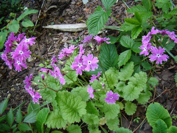 Primula sieboldii 'Sparkler'