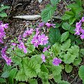 Primula sieboldii 'Sparkler'