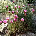 Armeria maritima 'Rubrifolia'