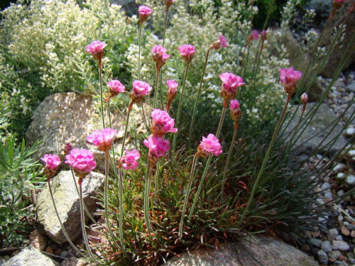 Armeria maritima 'Rubrifolia'