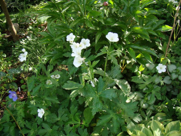 Geranium maculatum f. albiflorum