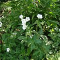 Geranium maculatum f. albiflorum