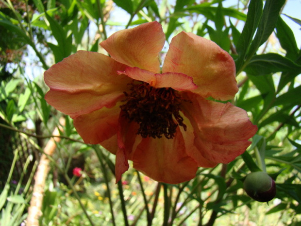 Paeonia delavayi