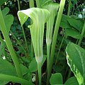 Arisaema amurense