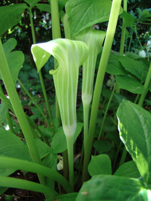 Arisaema amurense