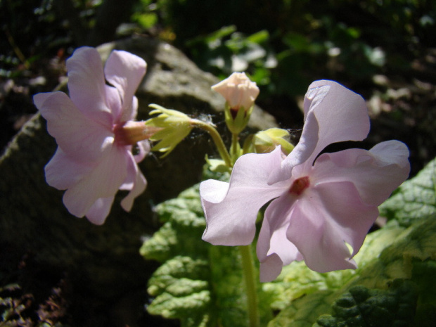 Primula sieboldii 'Nirvana'