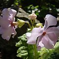 Primula sieboldii 'Nirvana'