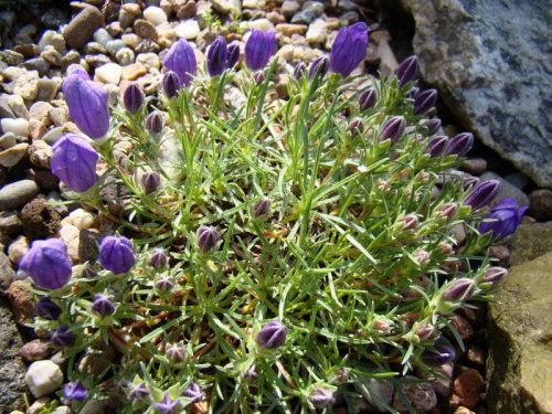 Edraianthus pumilio